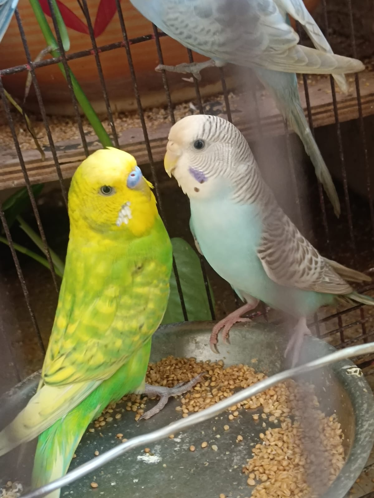 Budgies