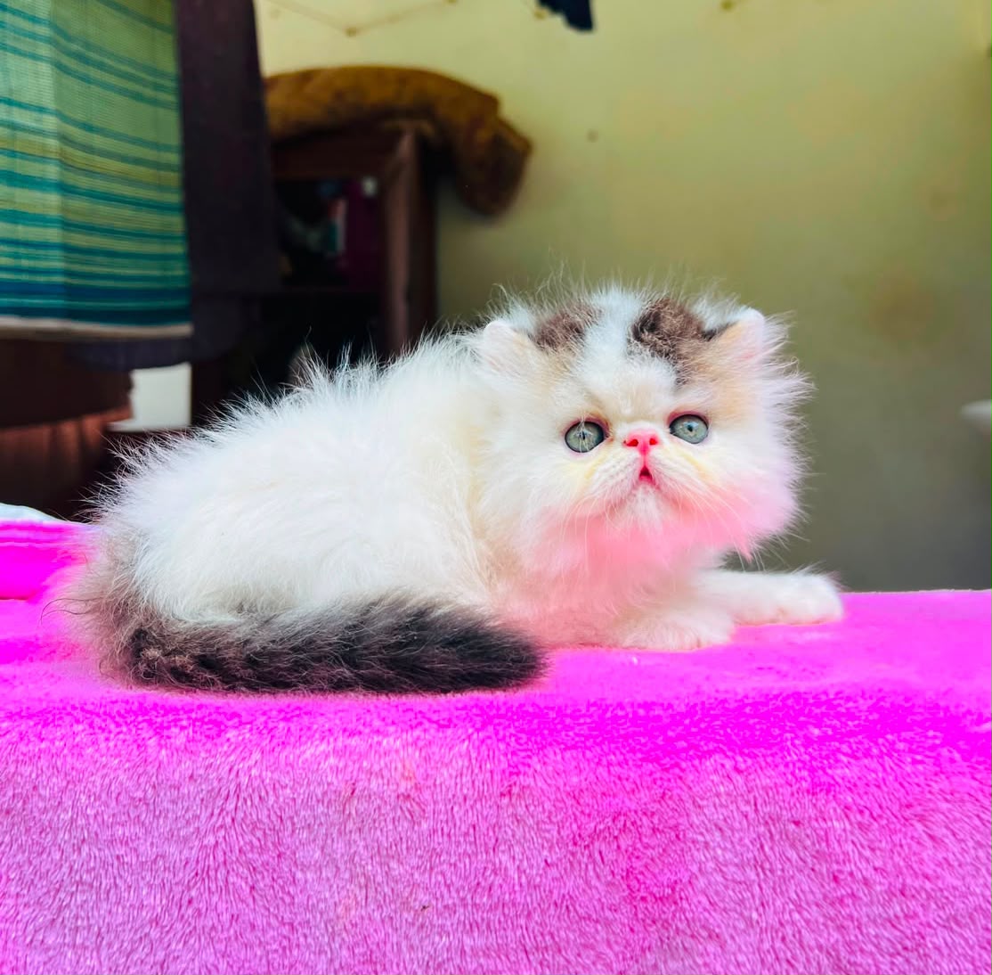 Persian Kitten (Punch Face)