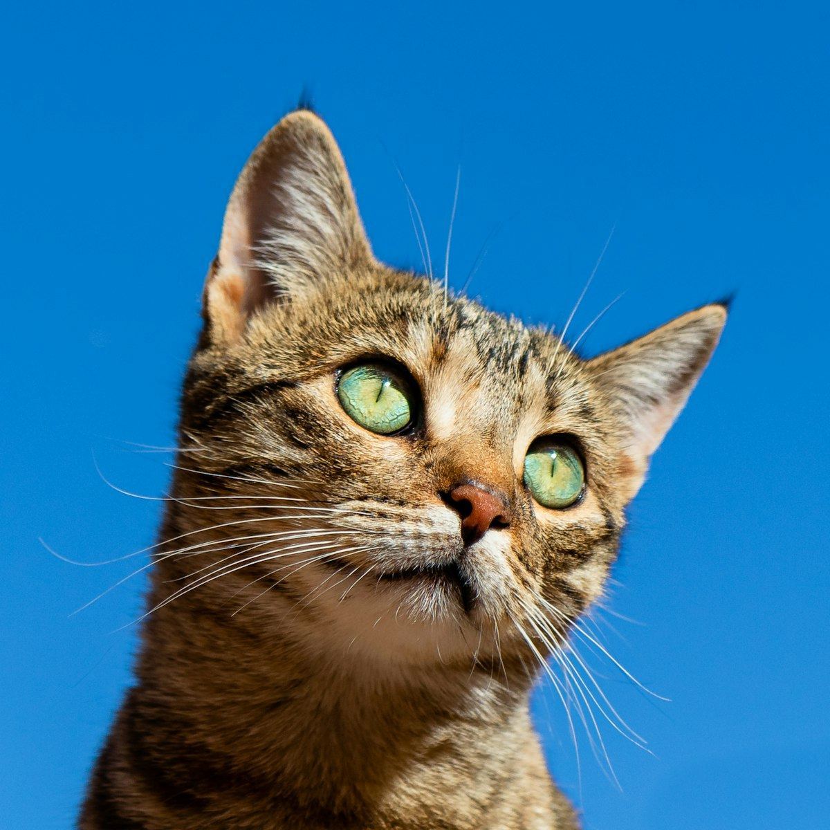 British Short Hair Kitten