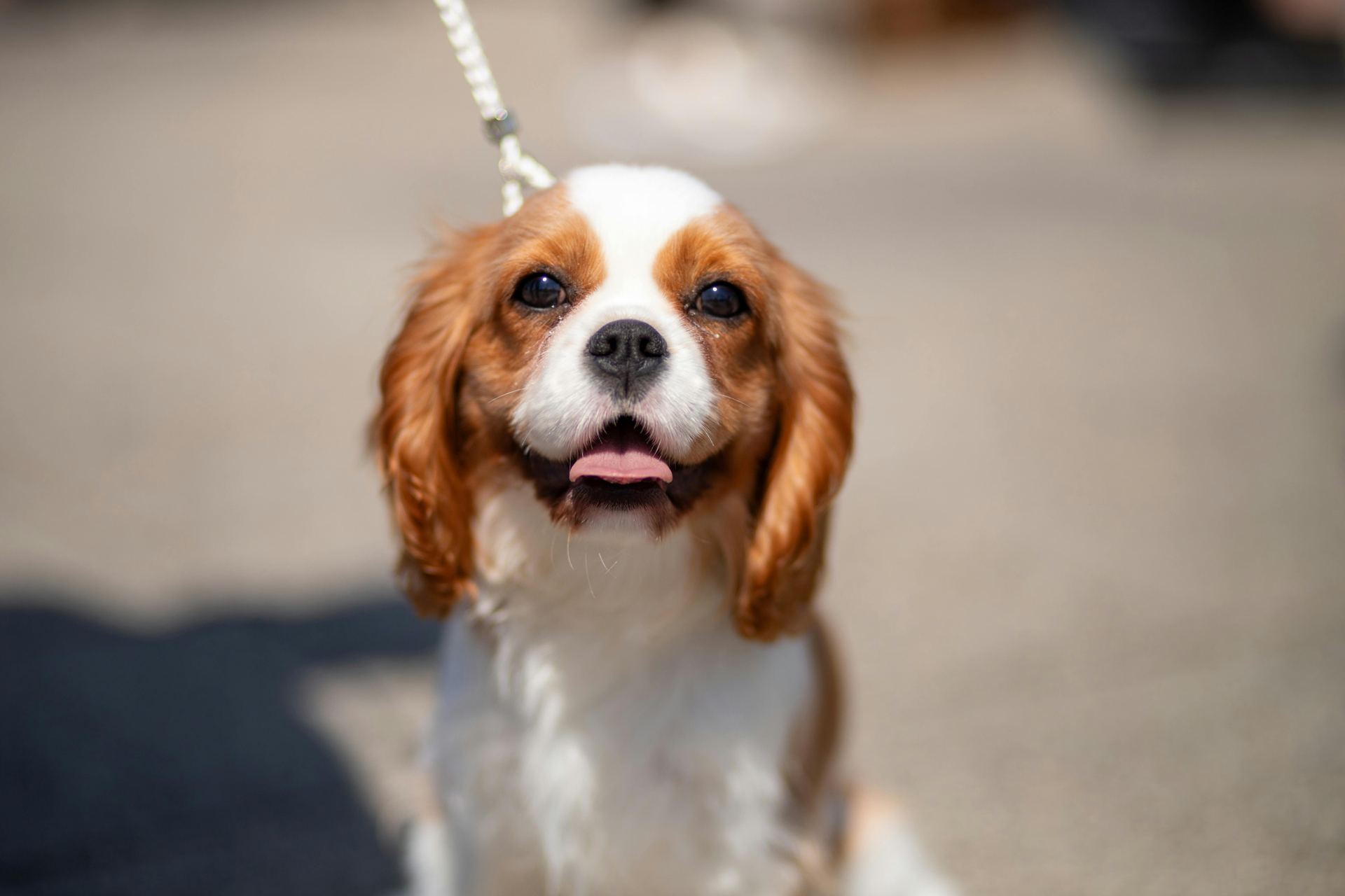 Cavalier King Charles Spaniel Puppy