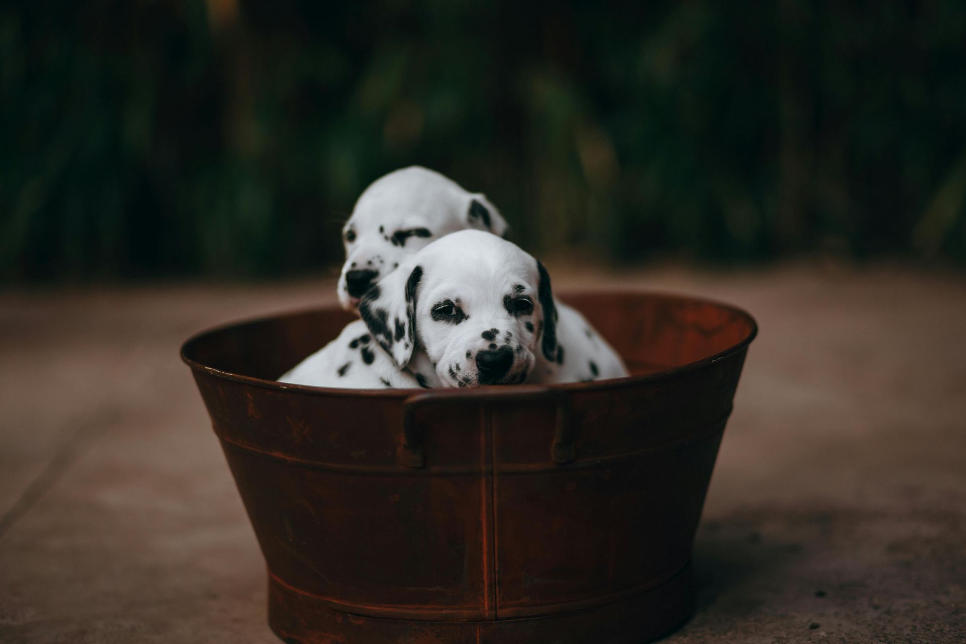 Dalmatian Puppy