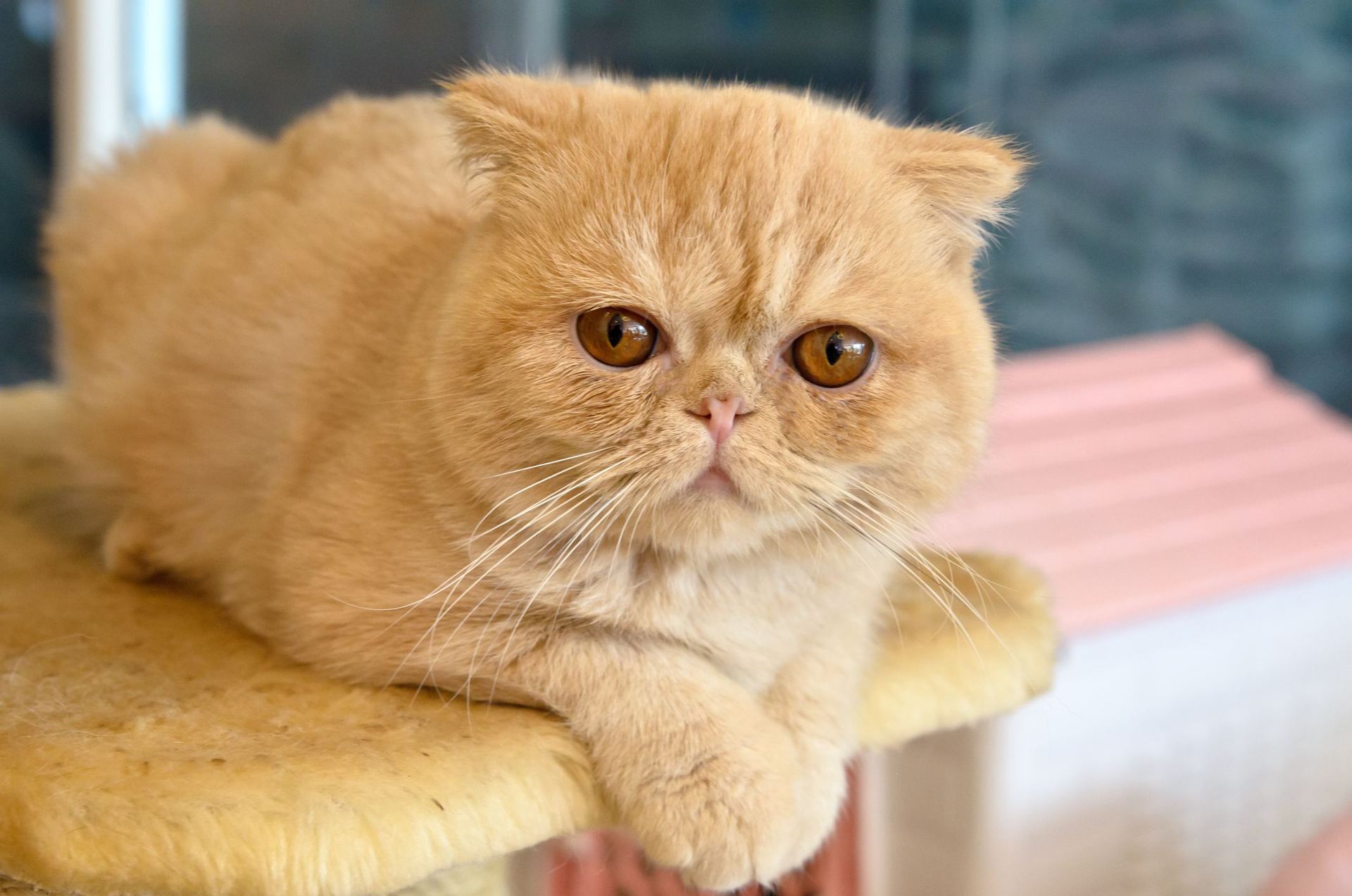 Exotic Short Hair Kitten