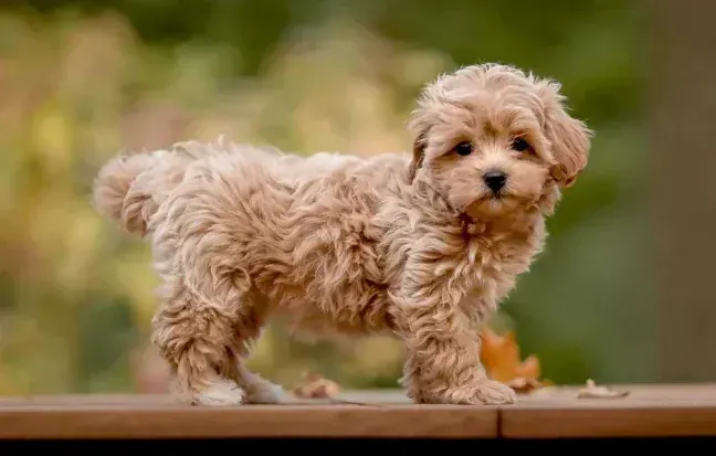 Maltipoo Puppy