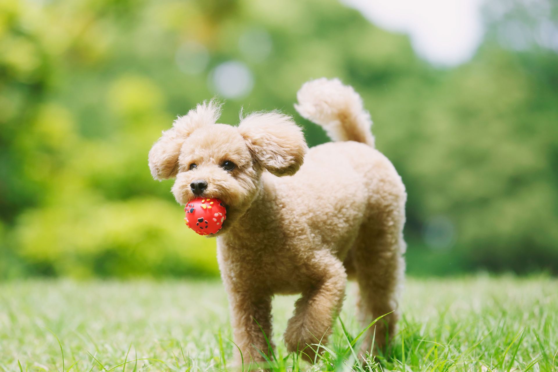 Standard Poodle Puppy