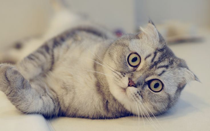 Healthy Scottish Fold Kitten Scottish Fold Kitten available in Coimbatore - Bhopal Pets Online - Scottish Fold Kitten