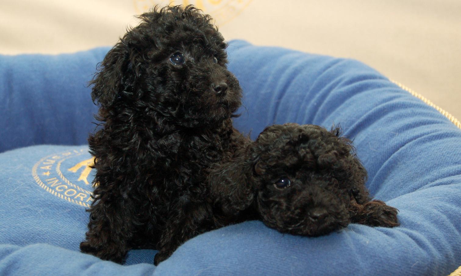 Toy Poodle Puppy | Black Color for sale in Chhatrapati Sambhajinagar