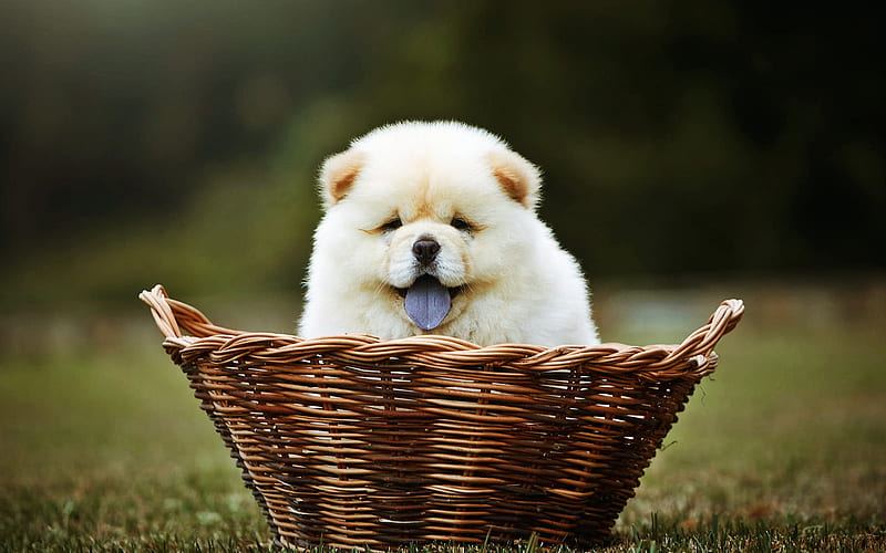 Chow Chow Puppy | Cream Color available in Banas Kantha