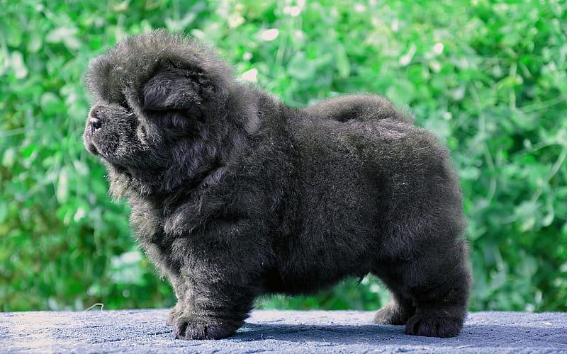 Chow Chow Puppy | Black Color available in Banas Kantha