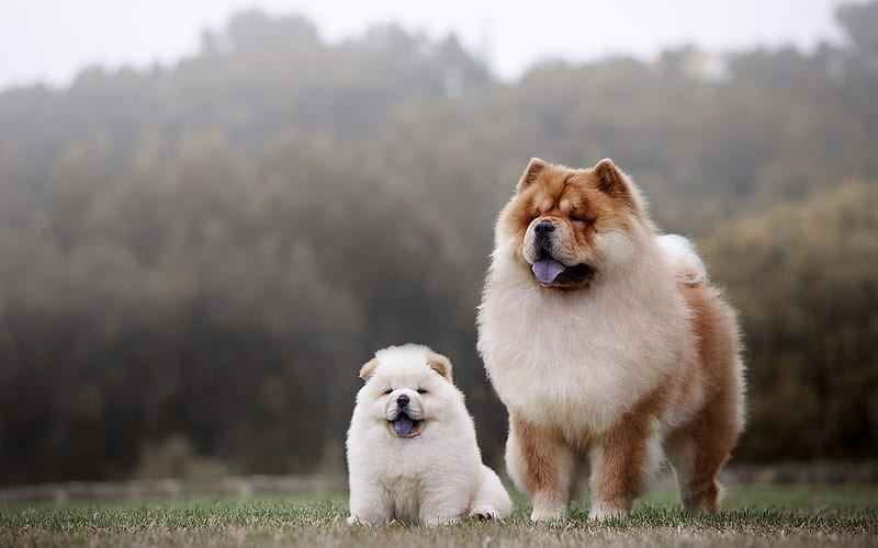Chow Chow Puppy | White Color available in Banas Kantha