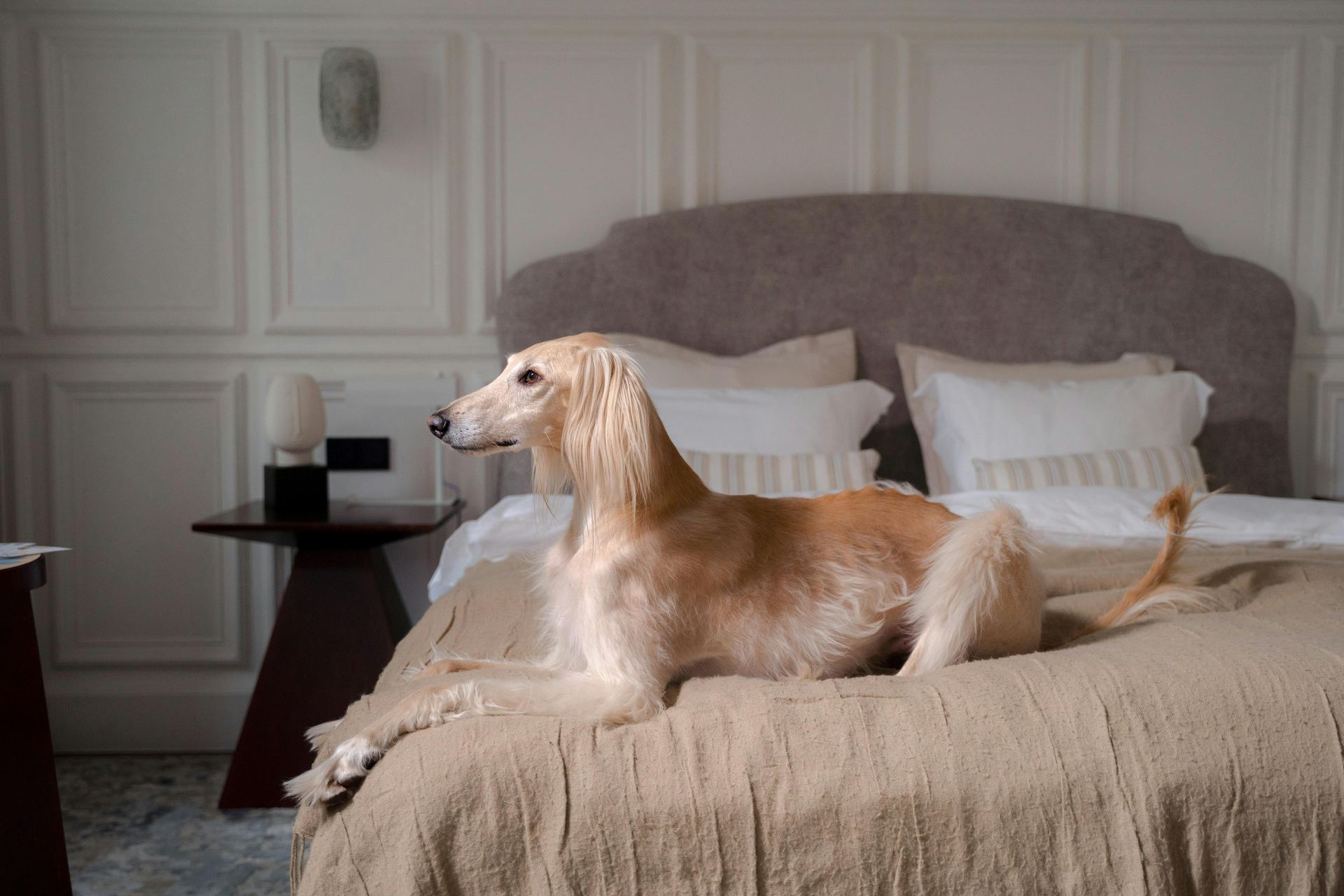 Afghan Hound Puppy