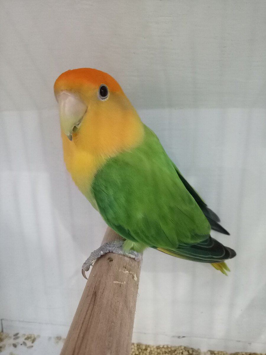 African Love Birds | Opaline for sale in Tt Nagar