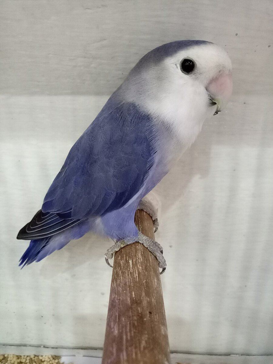 African Love Birds | Violet for sale in Tt Nagar