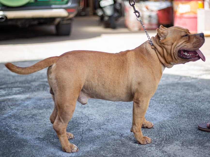 American Bully XL Size Puppy available in Barkheda