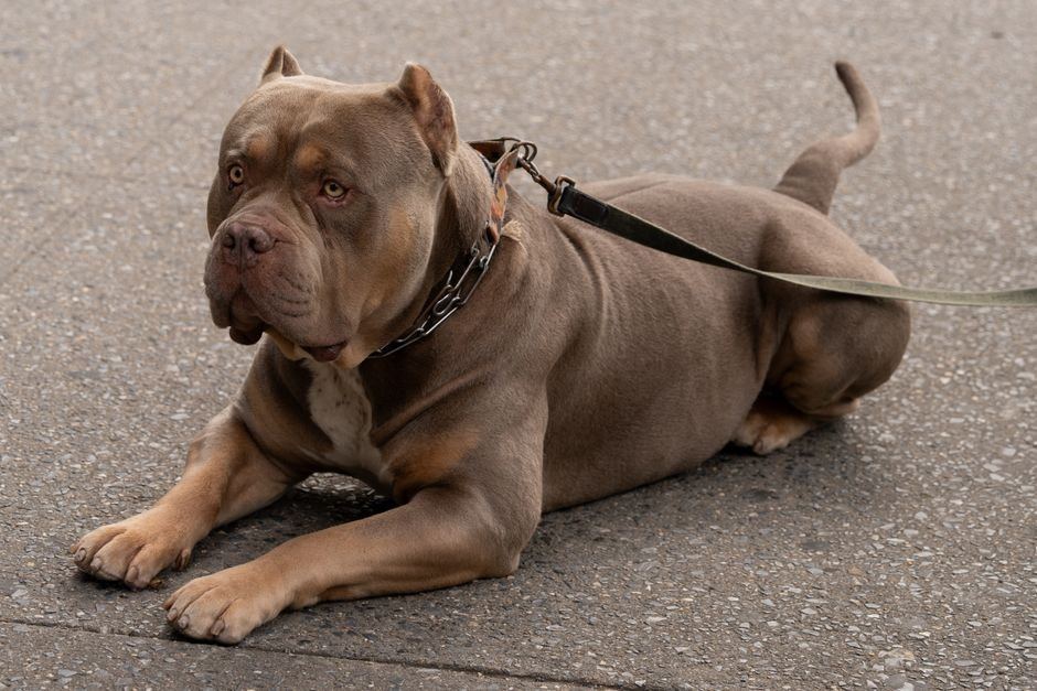 American Bully XXL Size Puppy available in Barkheda