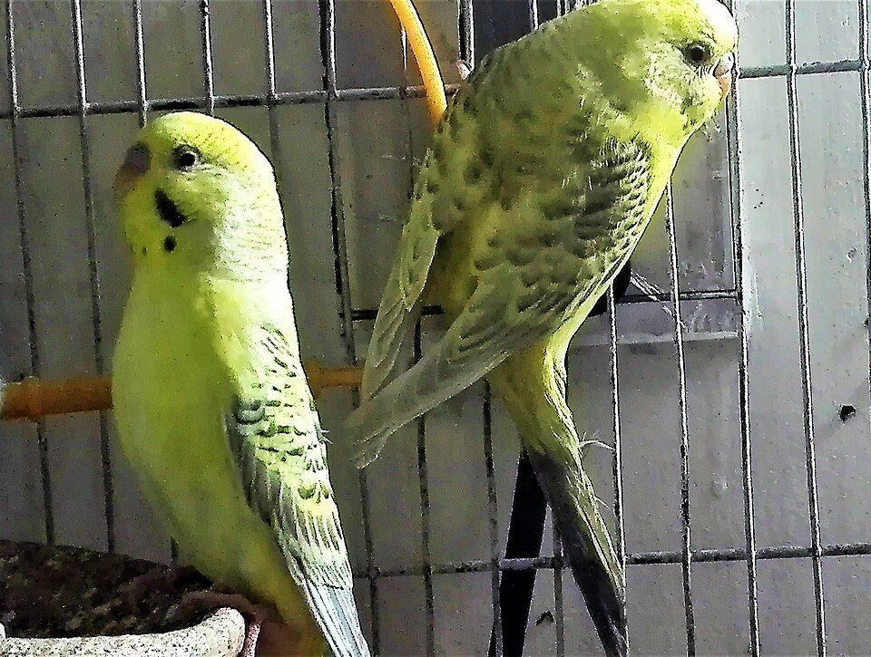 Budgies | Fallow for sale in Tt Nagar