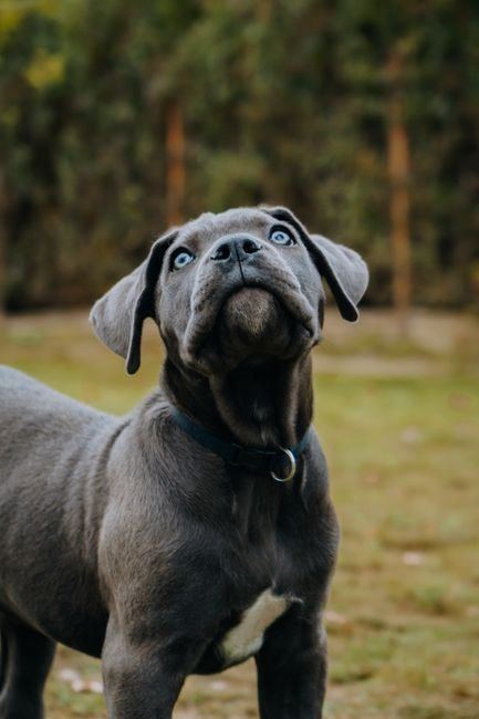 Cane Corso Puppy | Blue available in Bahoriband Road
