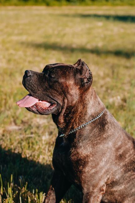 Cane Corso Puppy | Brindle available in Bahoriband Road