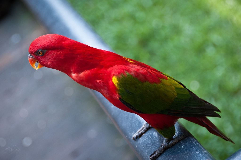 Chattering Lorikeet
