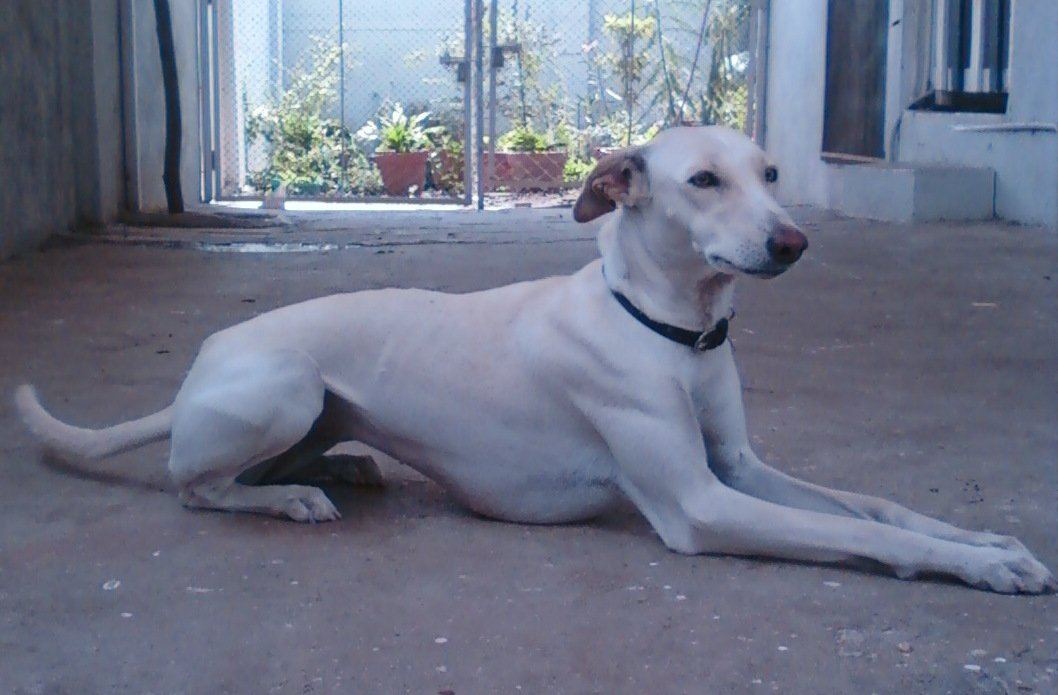 Chippiparai Puppy available in Ashok Nagar Bhubaneswar