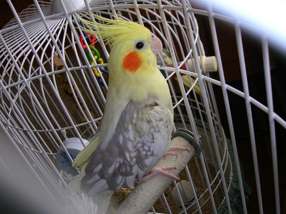 Cockatiel | Pied for sale in Tt Nagar