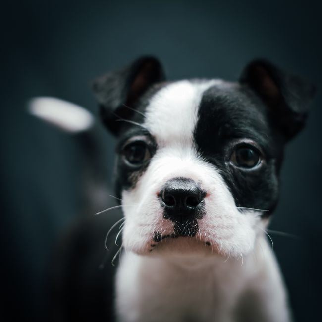 Boston Terrier Puppy available in Ashok Nagar Bhubaneswar