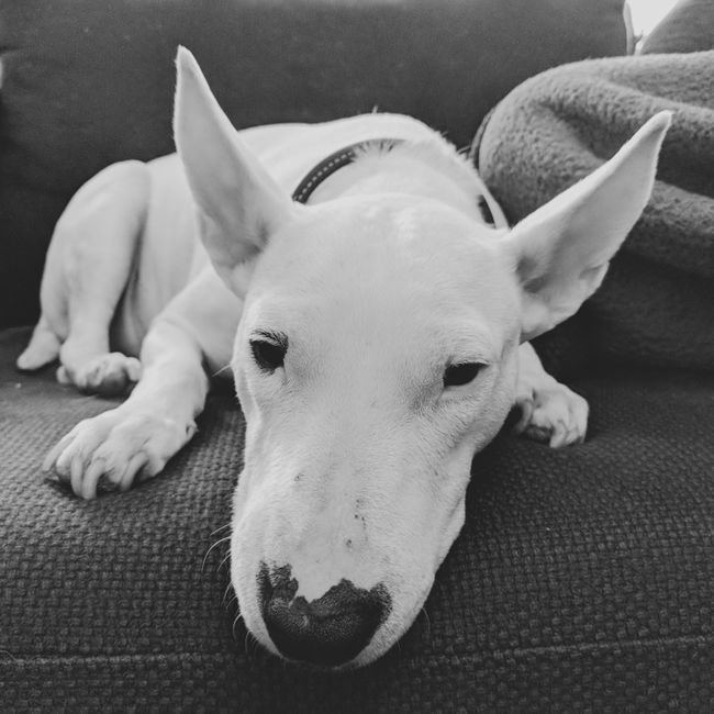 Bull Terrier Puppy available in Ashok Nagar Bhubaneswar