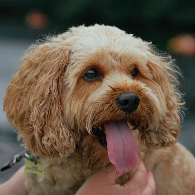 Cockapoo Puppy available in Ashok Nagar Bhubaneswar