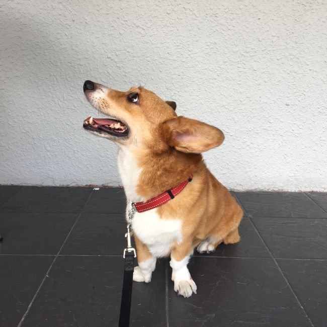 Corgi Puppy available in Ashok Nagar Bhubaneswar