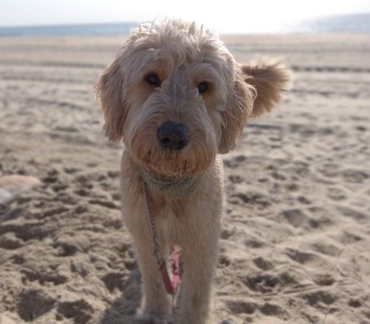 Doodle Puppy available in Barkheda