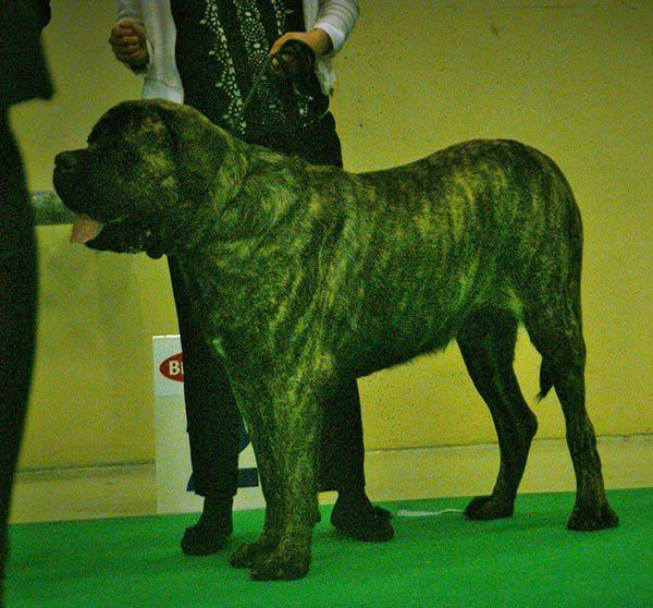 English Mastiff Puppy available in Barkheda