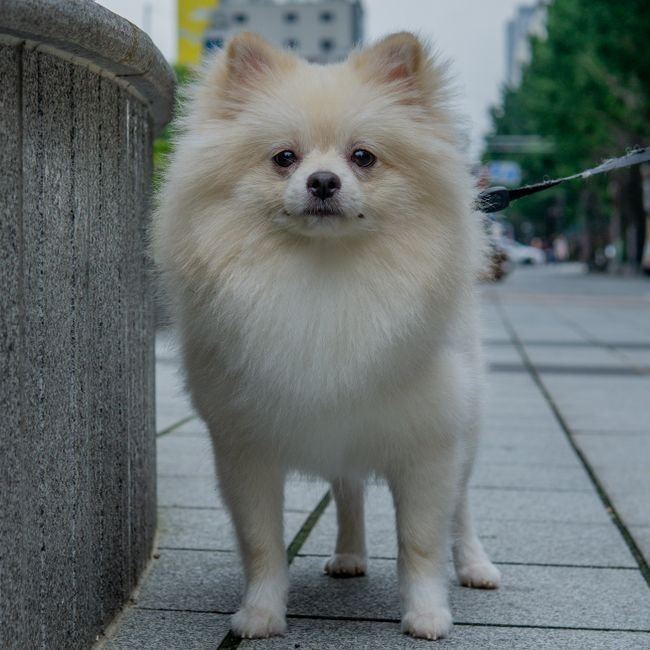 German Spitz Puppy available in Ashok Nagar Bhubaneswar