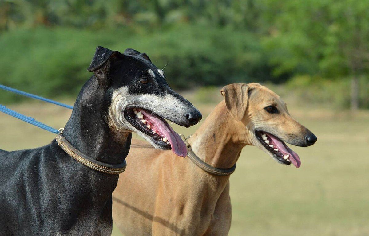Kanni Puppy available in Barkheda