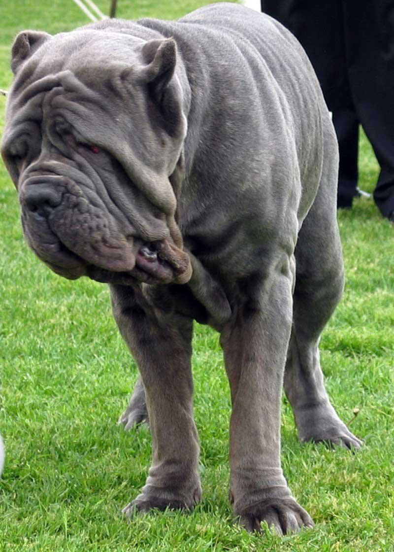Neapolitan Mastiff Puppy available in Barkheda