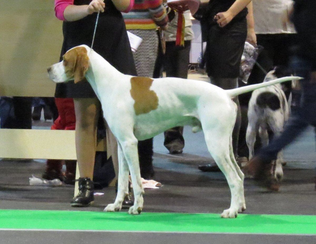 Pointer Puppy available in Barkheda