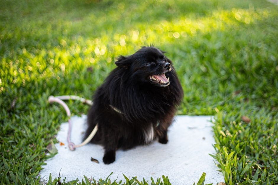 Culture Toy Pom Puppy | Black available in Bahoriband Road