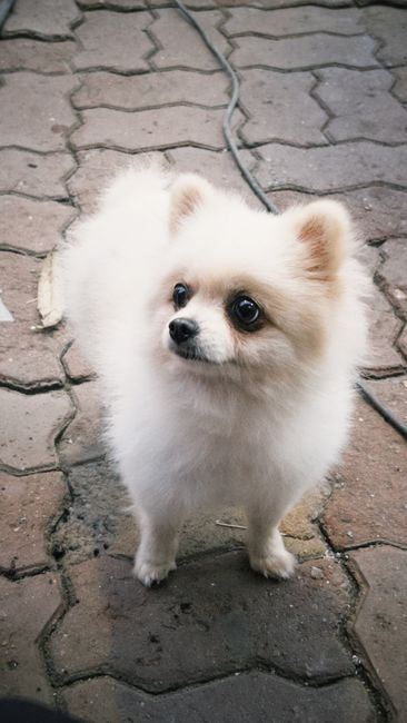 Culture Toy Pom Puppy | White available in Bahoriband Road