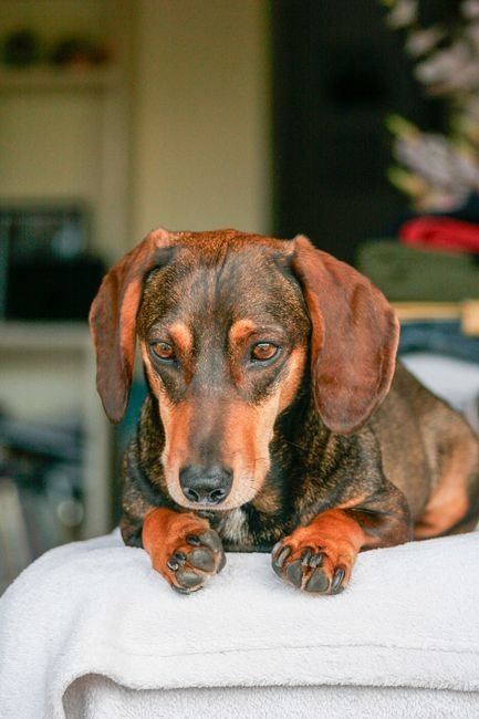 Dachshund Puppy | Brown & Tan available in Barkheda