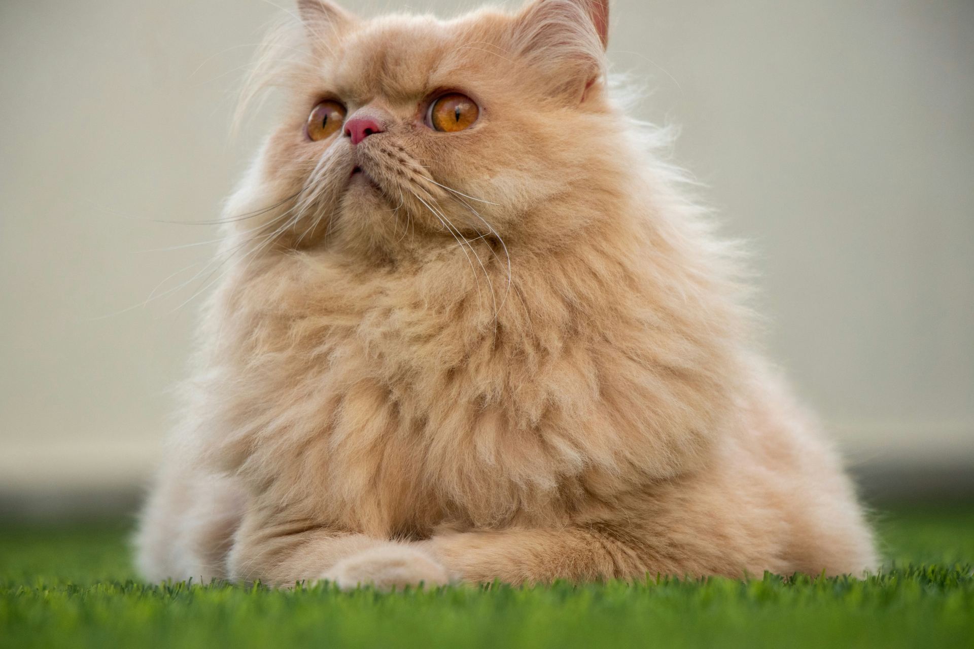 Healthy Persian Kitten (Punch Face) Persian Kitten (Punch Face) available in Kharar - Bhopal Pets Online - Persian Kitten (Punch Face)