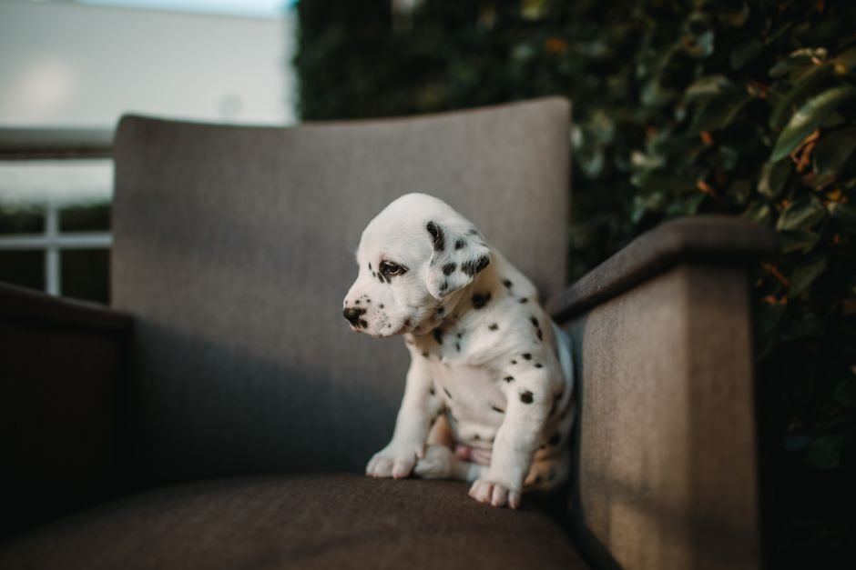 Dalmatian Puppy | Black & White