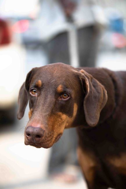 Doberman Pinscher Puppy | Brown & Tan available in Barkheda