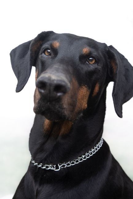 European Doberman Puppy | Black & Tan available in Barkheda