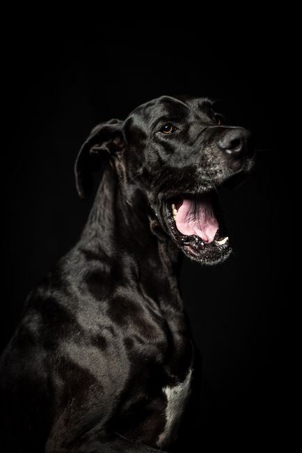 Great Dane Puppy | Black available in Bahoriband Road