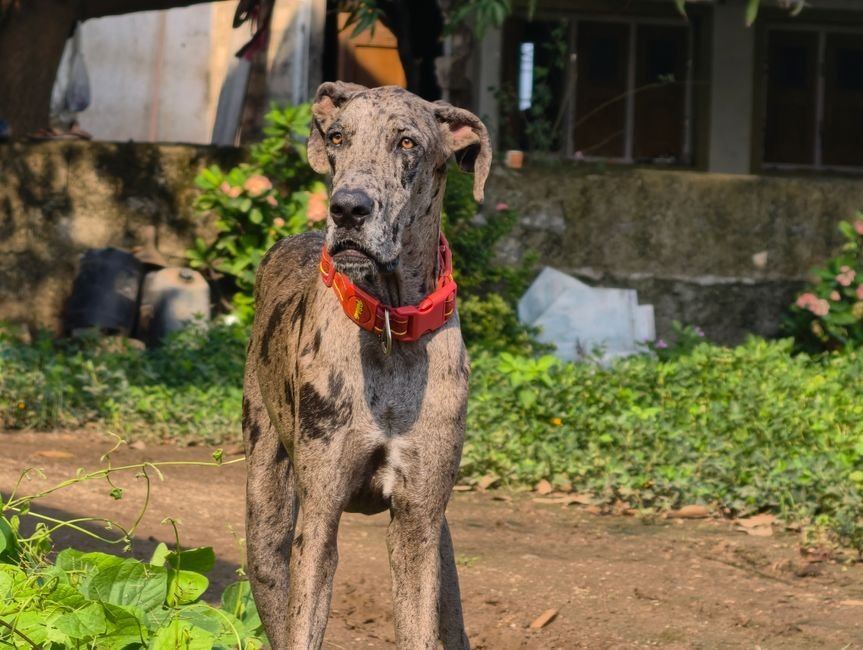 Great Dane Puppy | Brindle available in Bahoriband Road