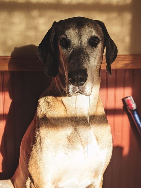 Great Dane Puppy | Fawn available in Bahoriband Road