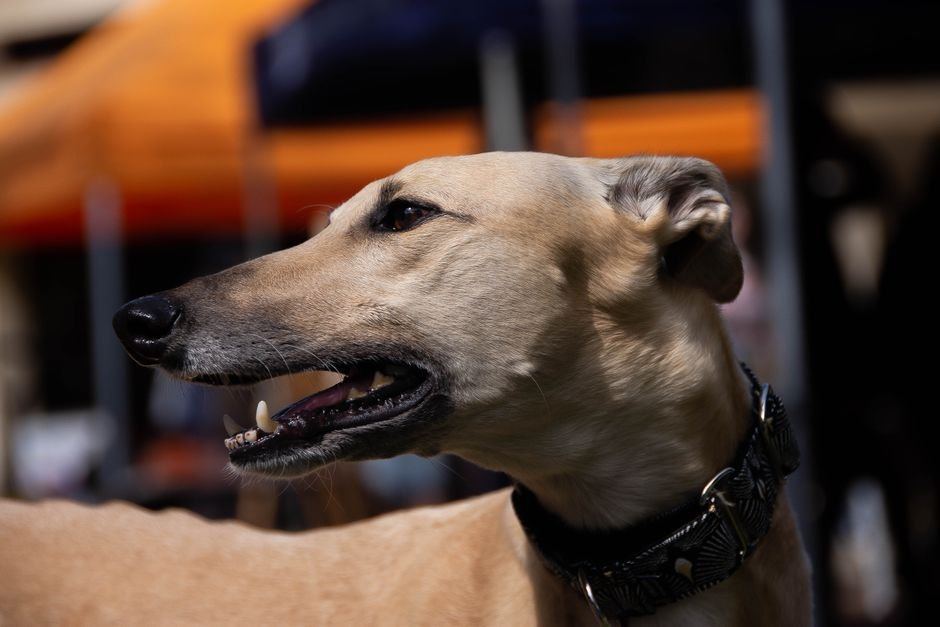 Greyhound Puppy available in Ashok Nagar Bhubaneswar