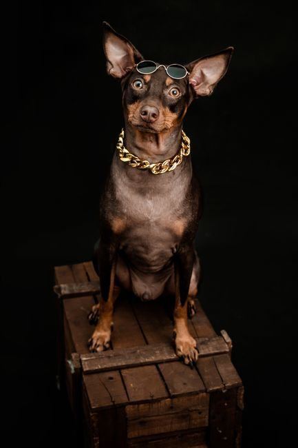 Miniature Pinscher Puppy | Brown & Tan available in Barkheda