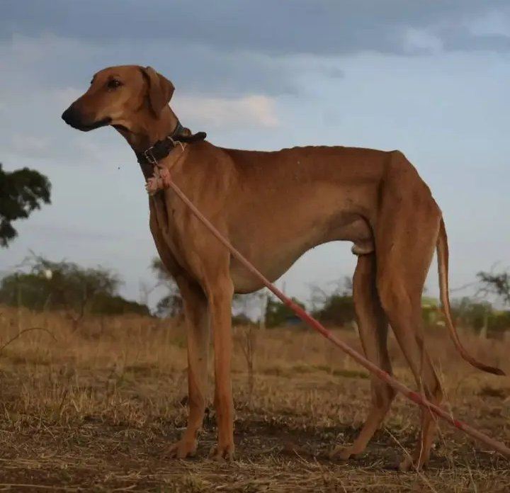 Mudhol Hound Puppy available in Ashok Nagar Bhubaneswar