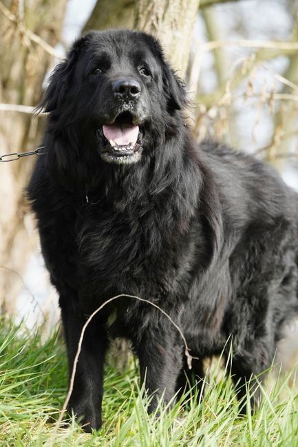 Newfoundland Puppy available in Ashok Nagar Bhubaneswar