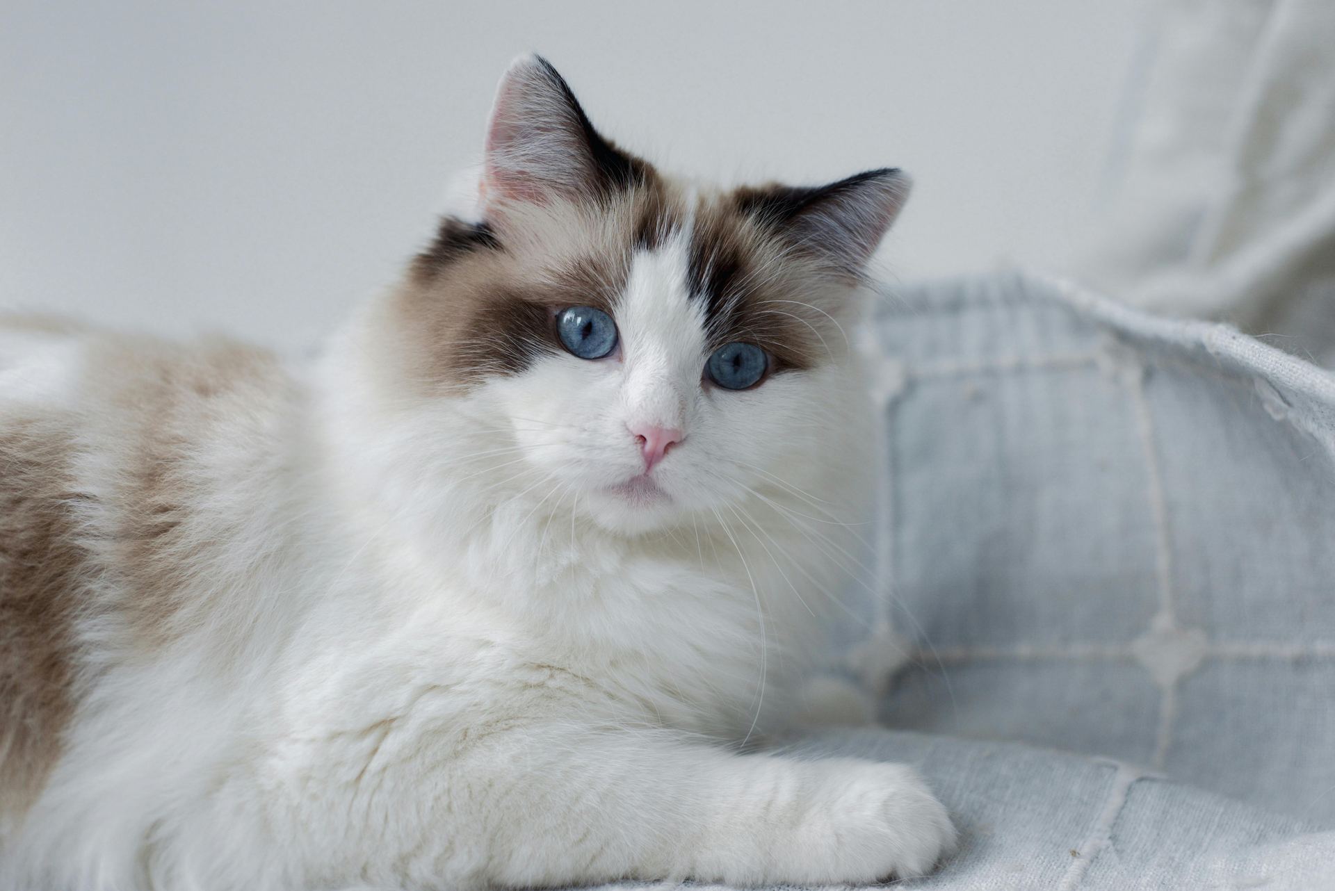 Healthy Ragdoll Kitten Ragdoll Kitten available in Mohali - Bhopal Pets Online - Ragdoll Kitten