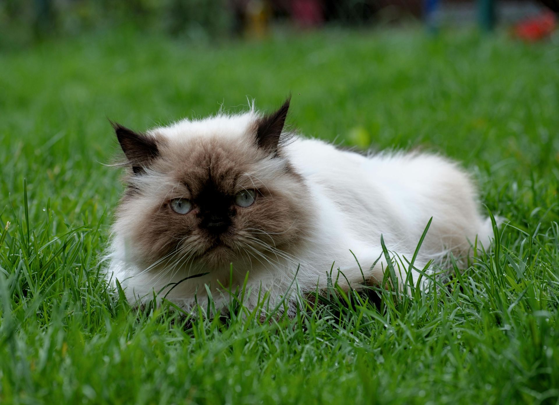 Himalayan Kitten